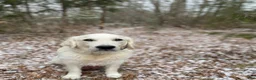Golden Retriever dogs for sale: Rose AKC Cream Golden Retriever Female  - Ad 2
