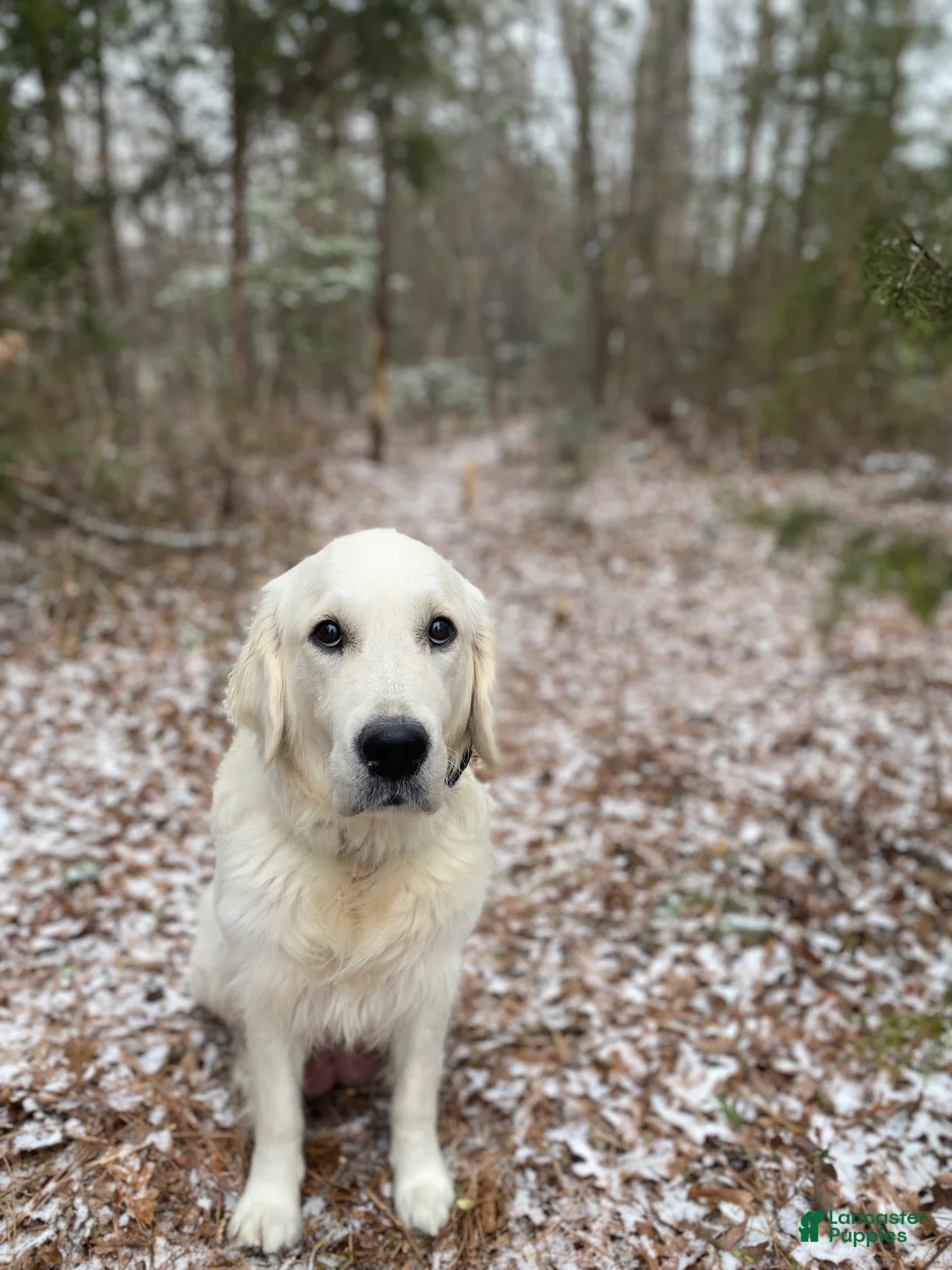 Golden Retriever dogs for sale: Rose AKC Cream Golden Retriever Female  - Ad 2