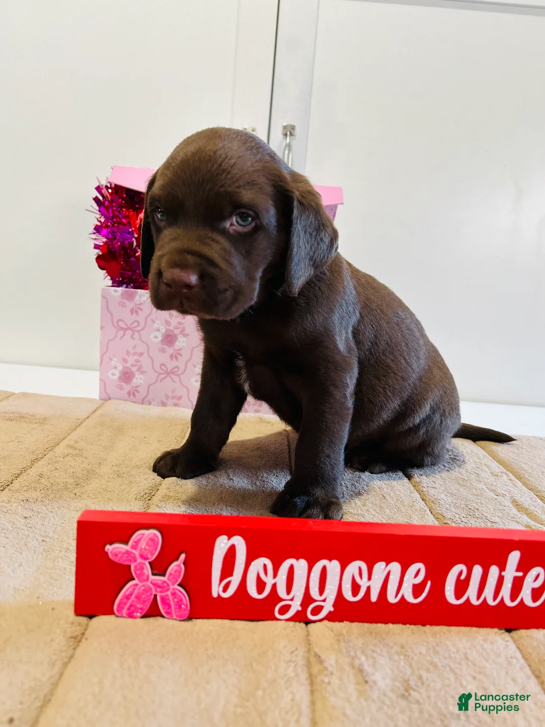 Labrador Retriever dogs for sale: Kenny - Ad 7