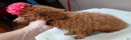 Toy Poodle dogs for sale: Deep Red - Ad 7