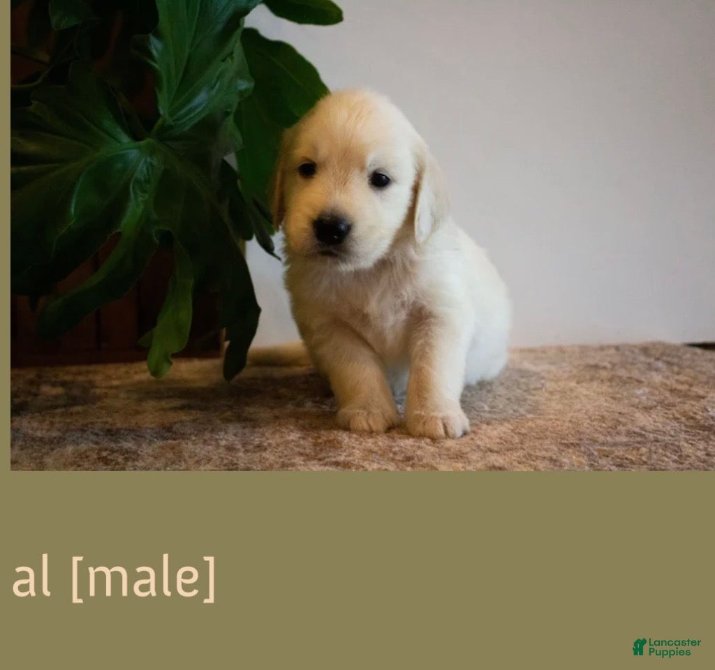 Golden Retriever dogs Al - Ad 1