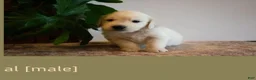 Golden Retriever dogs for sale: Al - Ad 1