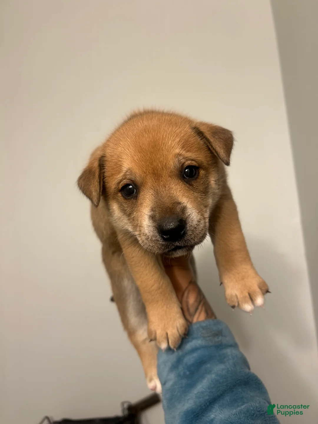 Mixed Breed dogs for sale: Shay - Ad 2