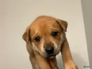 Mixed Breed dogs Mixed Breed Puppy 3 - Ad 5