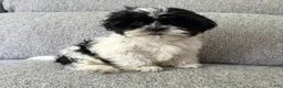 Shih Tzu dogs for sale: Laney - Ad 3