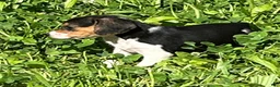 Beagle dogs for sale: Beagle 2 - Ad 4