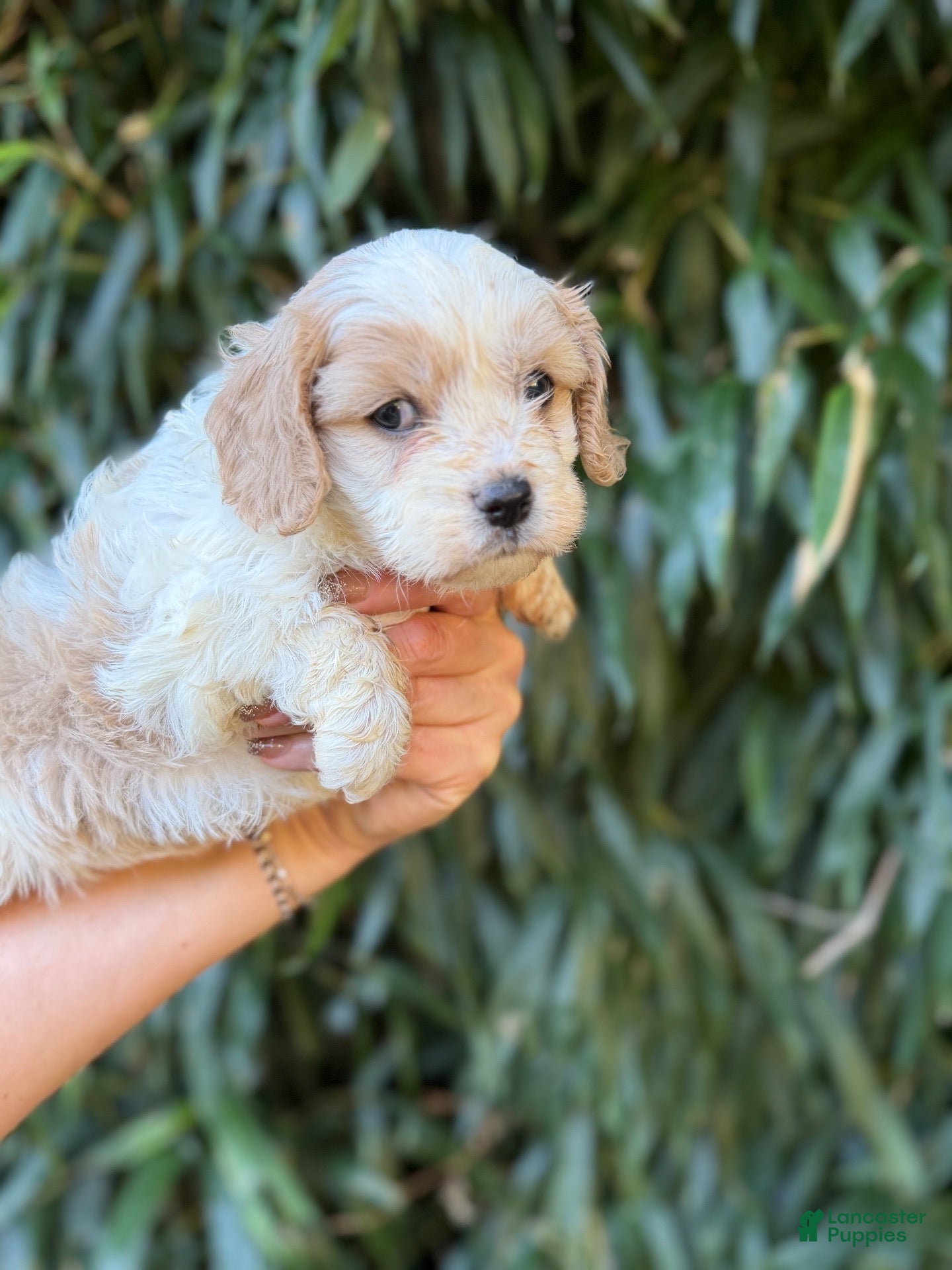 Cavachon dogs Cavachon 3 - Ad 33