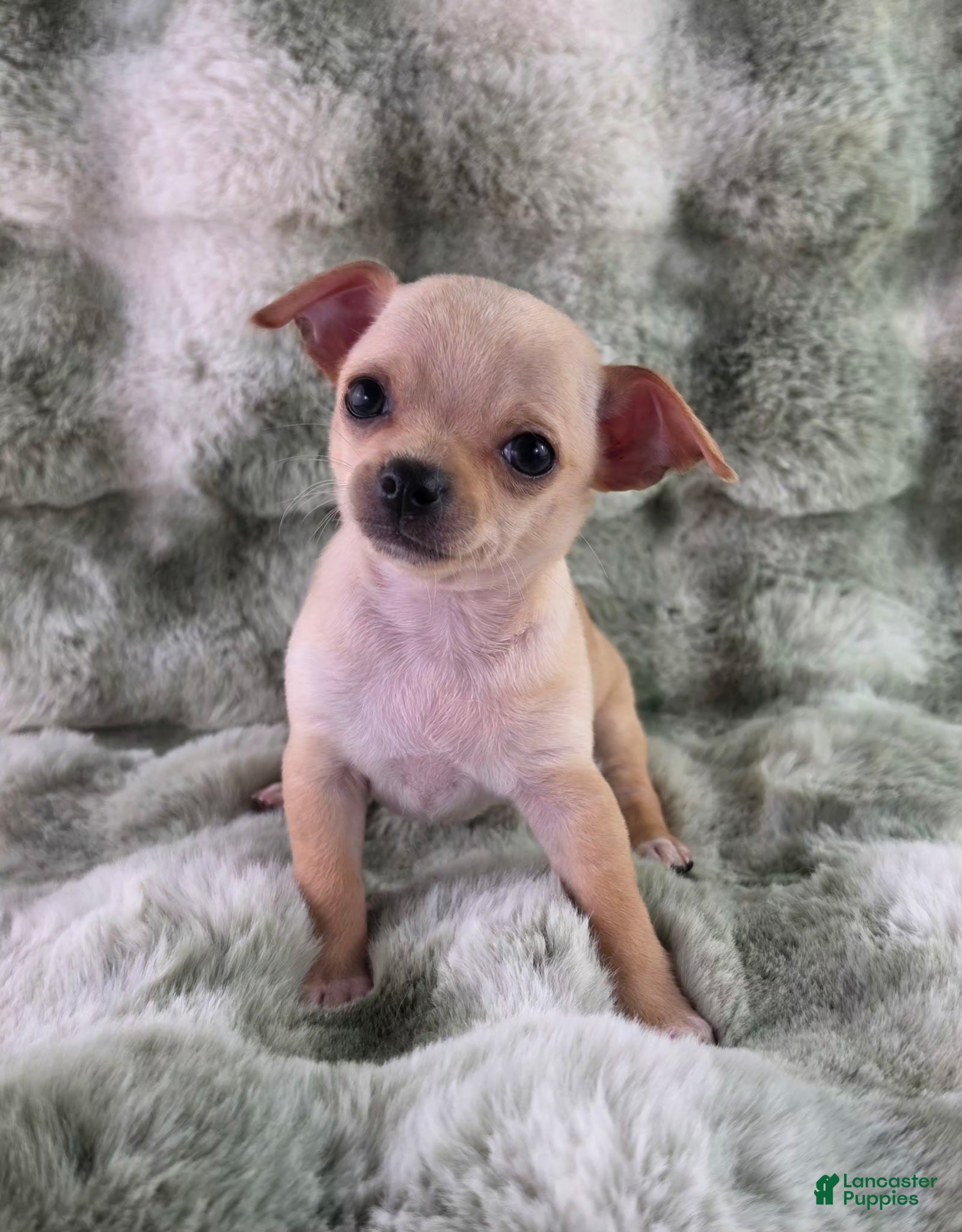 Chihuahua dogs AKC Ralph - Ad 1