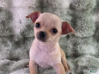 Chihuahua dogs for sale: AKC Ralph - Ad 3