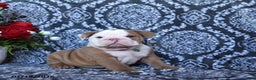 English Bulldog dogs for sale: Maddox - Ad 3