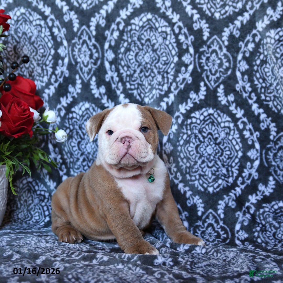 English Bulldog dogs for sale: Maddox - Ad 3