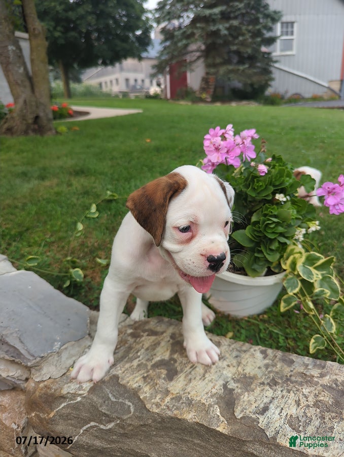Boxer dogs Kevin - Ad 27