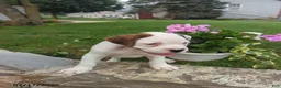 Boxer dogs for sale: Kevin - Ad 1