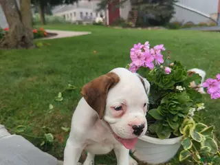 Boxer dogs Kevin - Ad 27