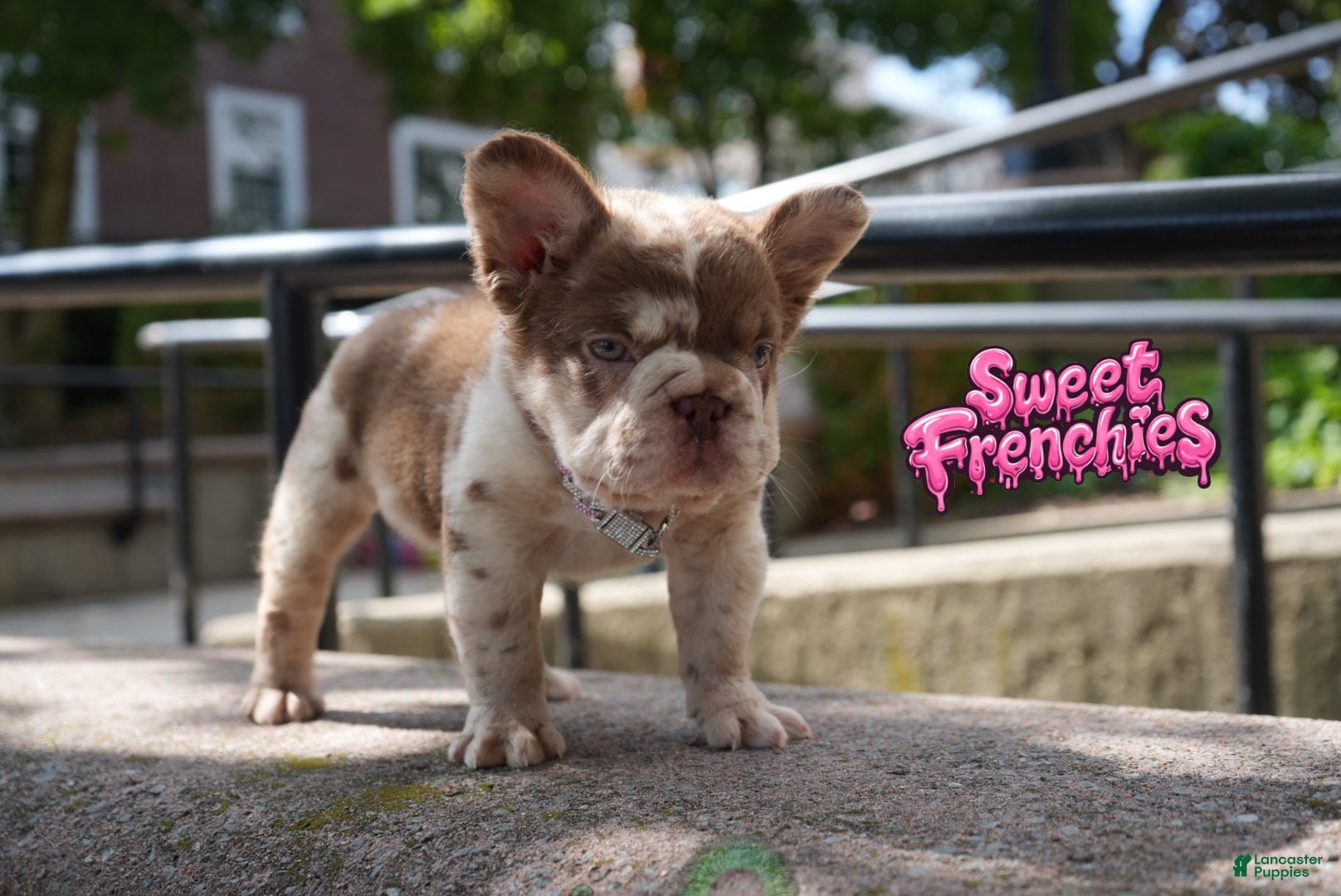 French Bulldog dogs CHERRYBLOOM - Ad 1