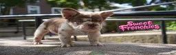 French Bulldog dogs for sale: CHERRYBLOOM - Ad 1