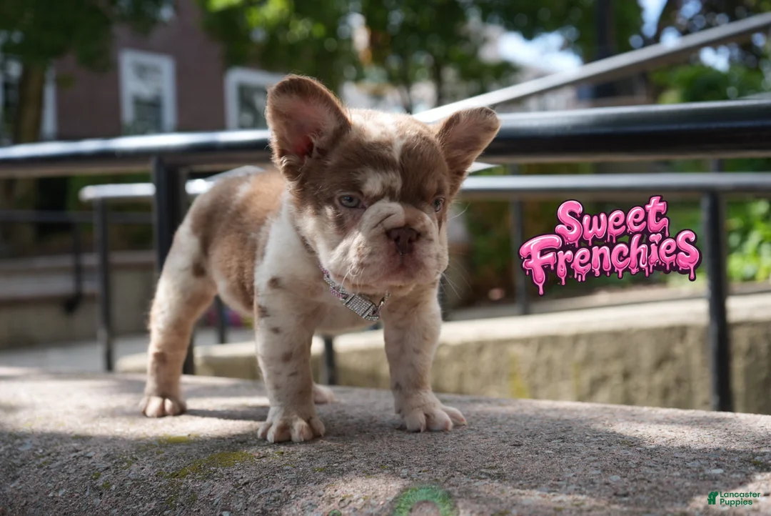French Bulldog dogs for sale: CHERRYBLOOM - Ad 1