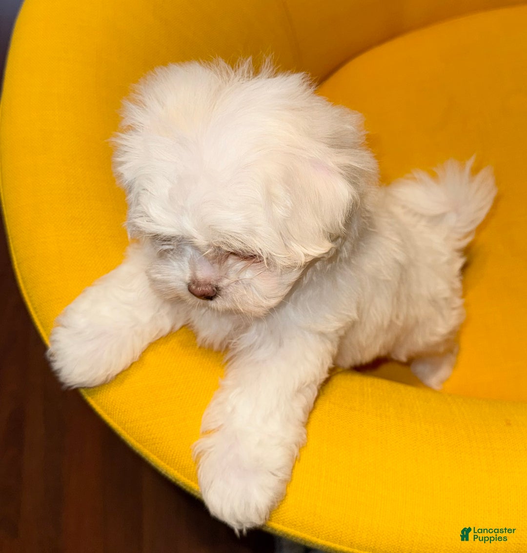 Mixed Breed dogs for sale:  Lhatese Breed “Daisy” - Ad 13