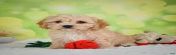 Cavachon dogs for sale: Lonnie - Ad 15