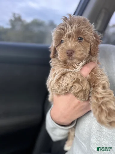 Gallery Image {{count}}