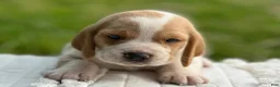 Beagle dogs for sale: Auggie - Ad 4