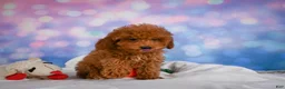 Miniature Poodle dogs for sale: Jamon - Ad 11