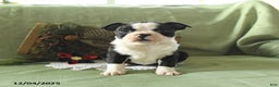 Boston Terrier dogs for sale: Oscar - Ad 7