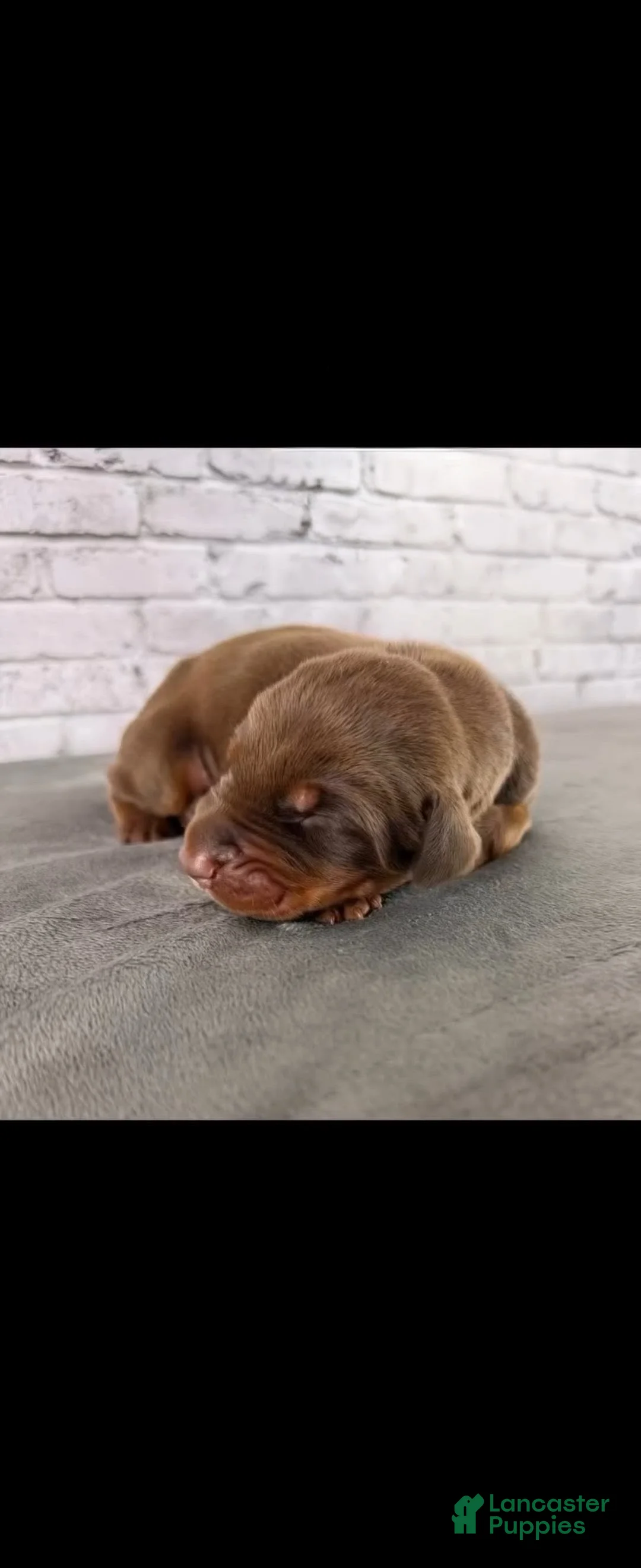 Doberman Pinscher dogs for sale: Phantom's The Process "Joel Embiid" European - Ad 2