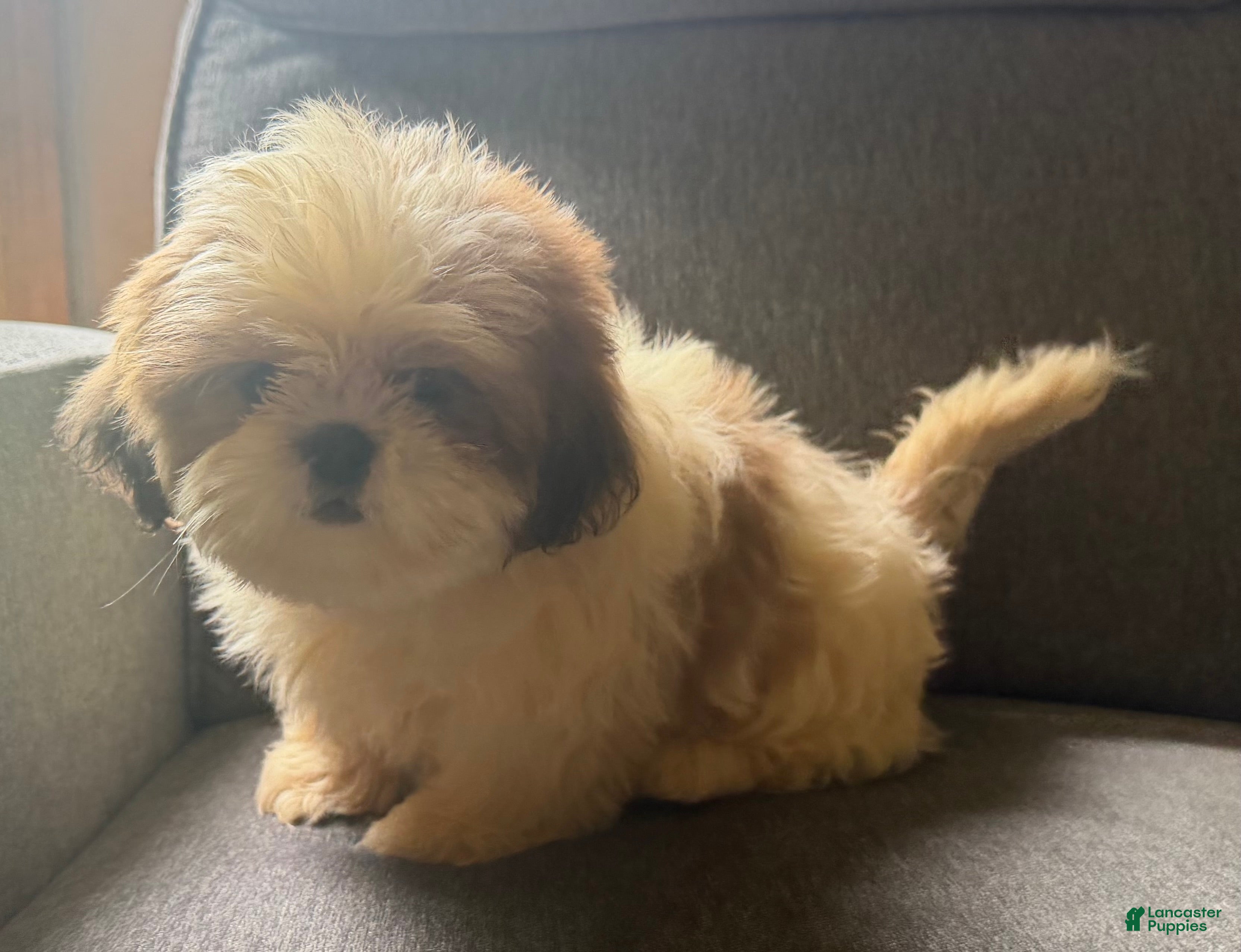 Shih Tzu dogs Shih Tzu 2 - Ad 1