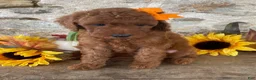 Mini Goldendoodle dogs for sale: Nelly - Ad 4
