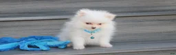 Pomeranian dogs for sale: Casper - Ad 5