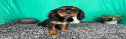 Cavalier King Charles Spaniel dogs for sale: Cavalier King Charles Spaniel 1 - Ad 2