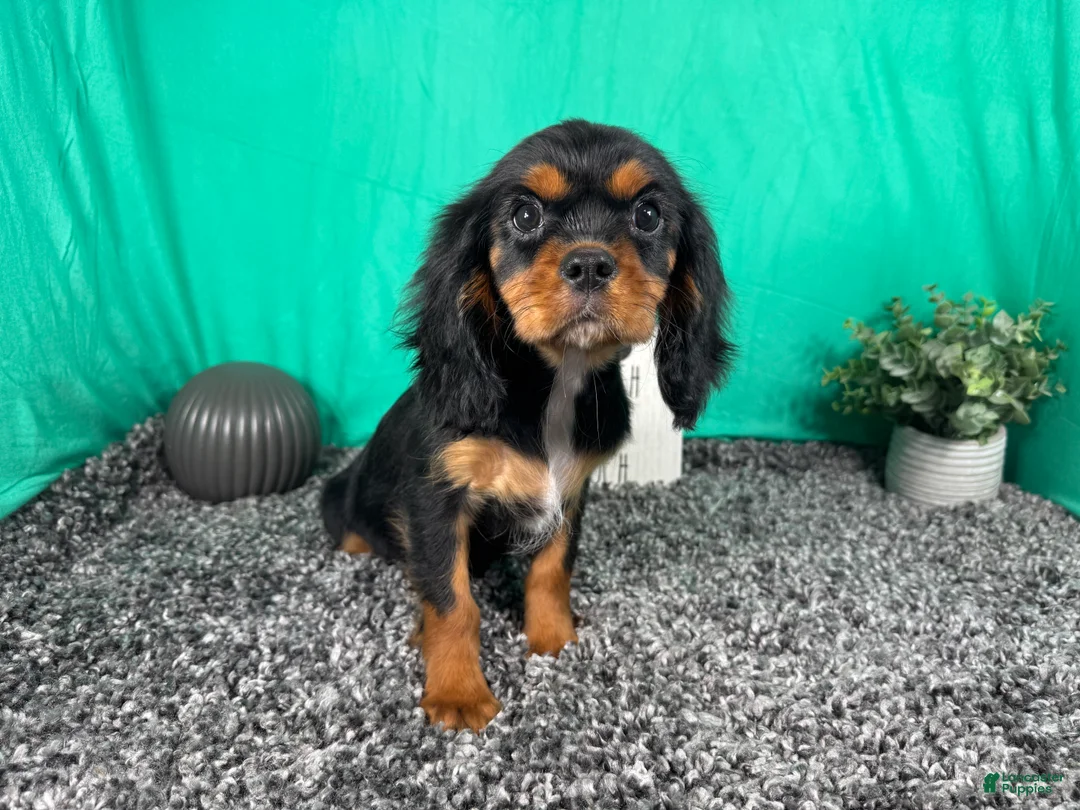 Cavalier King Charles Spaniel dogs for sale: Cavalier King Charles Spaniel 1 - Ad 2