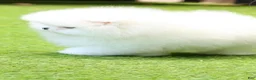 Pomeranian dogs for sale: Bori - Ad 4