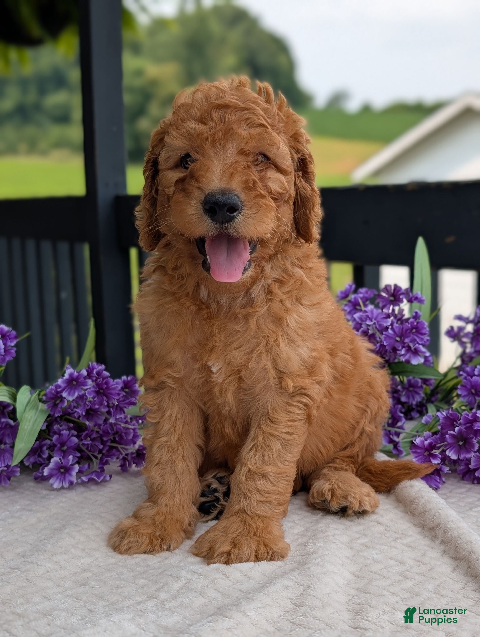 Goldendoodle dogs Archie  - Ad 1