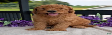 Archie 