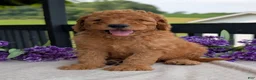 Goldendoodle dogs for sale: Archie  - Ad 1
