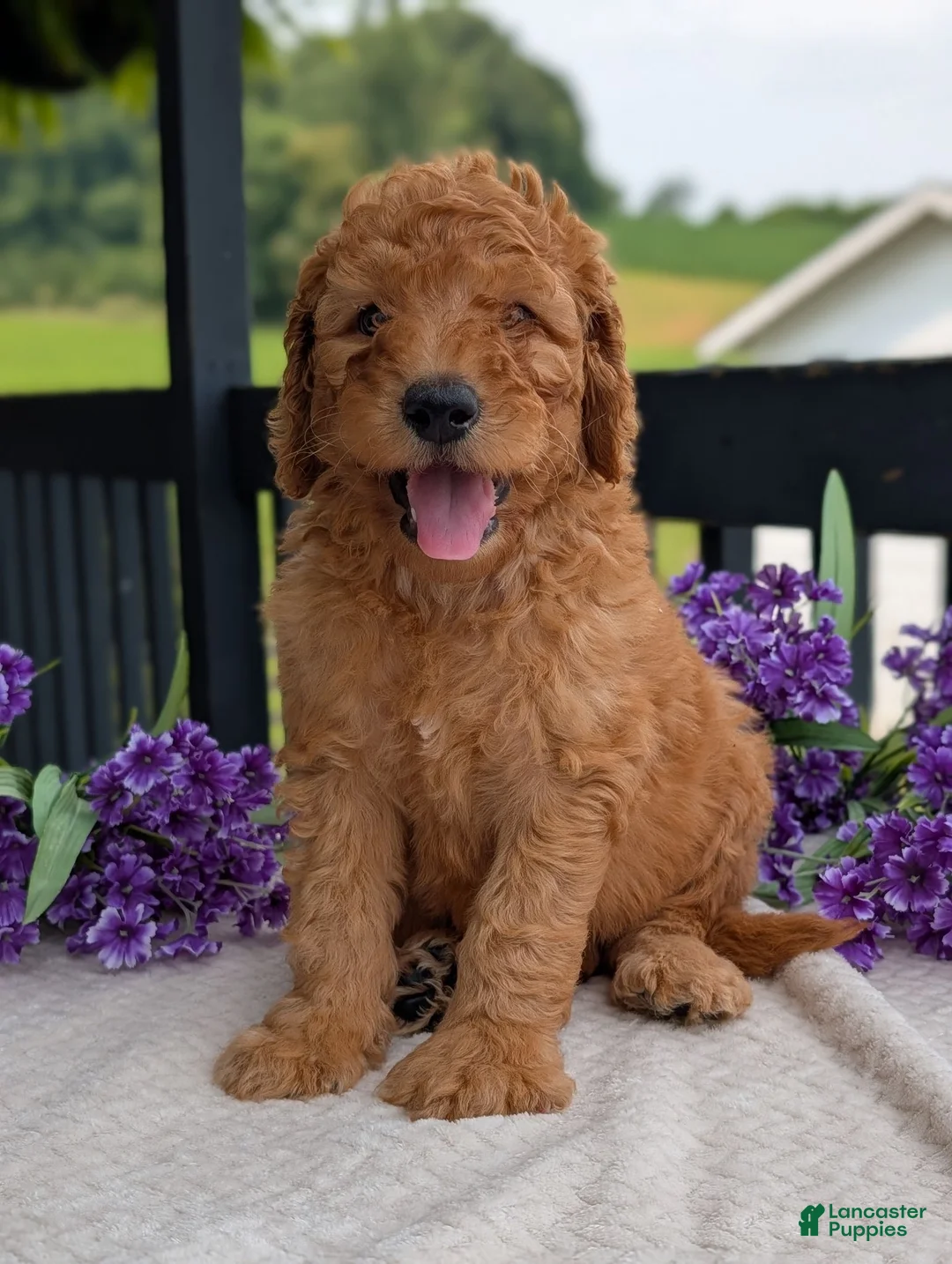 Goldendoodle dogs for sale: Archie  - Ad 1
