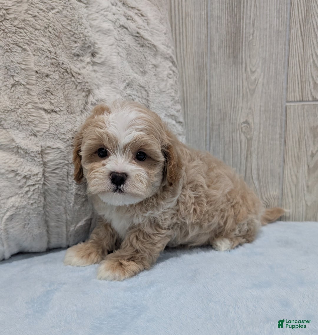 Shihpoo dogs for sale: Bingo - Ad 3