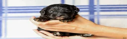 Cavapoo dogs for sale: Tex - Ad 2