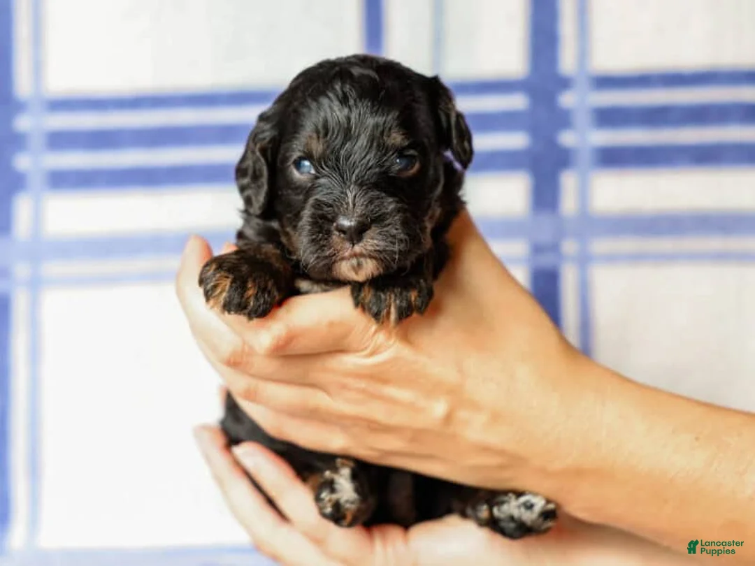 Cavapoo dogs for sale: Tex - Ad 2