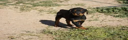 Rottweiler dogs for sale: Rottweiler F3 - Ad 3