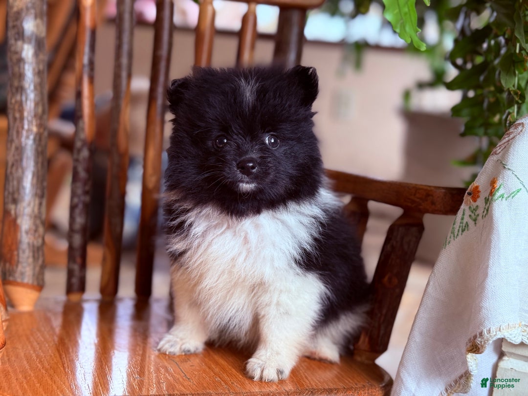 Pomeranian dogs for sale: Klaudia  - Ad 4