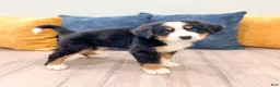 Bernese Mountain Dog dogs for sale: Wally - Ad 8
