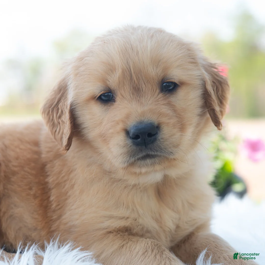 Golden Retriever dogs for sale: Myles  - Ad 1