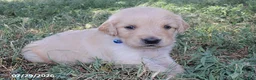 Golden Retriever dogs for sale: Franklin - Ad 1