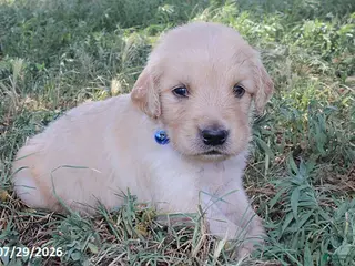 Golden Retriever dogs Franklin - Ad 28