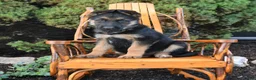 German Shepherd dogs for sale: Dozer - Ad 1