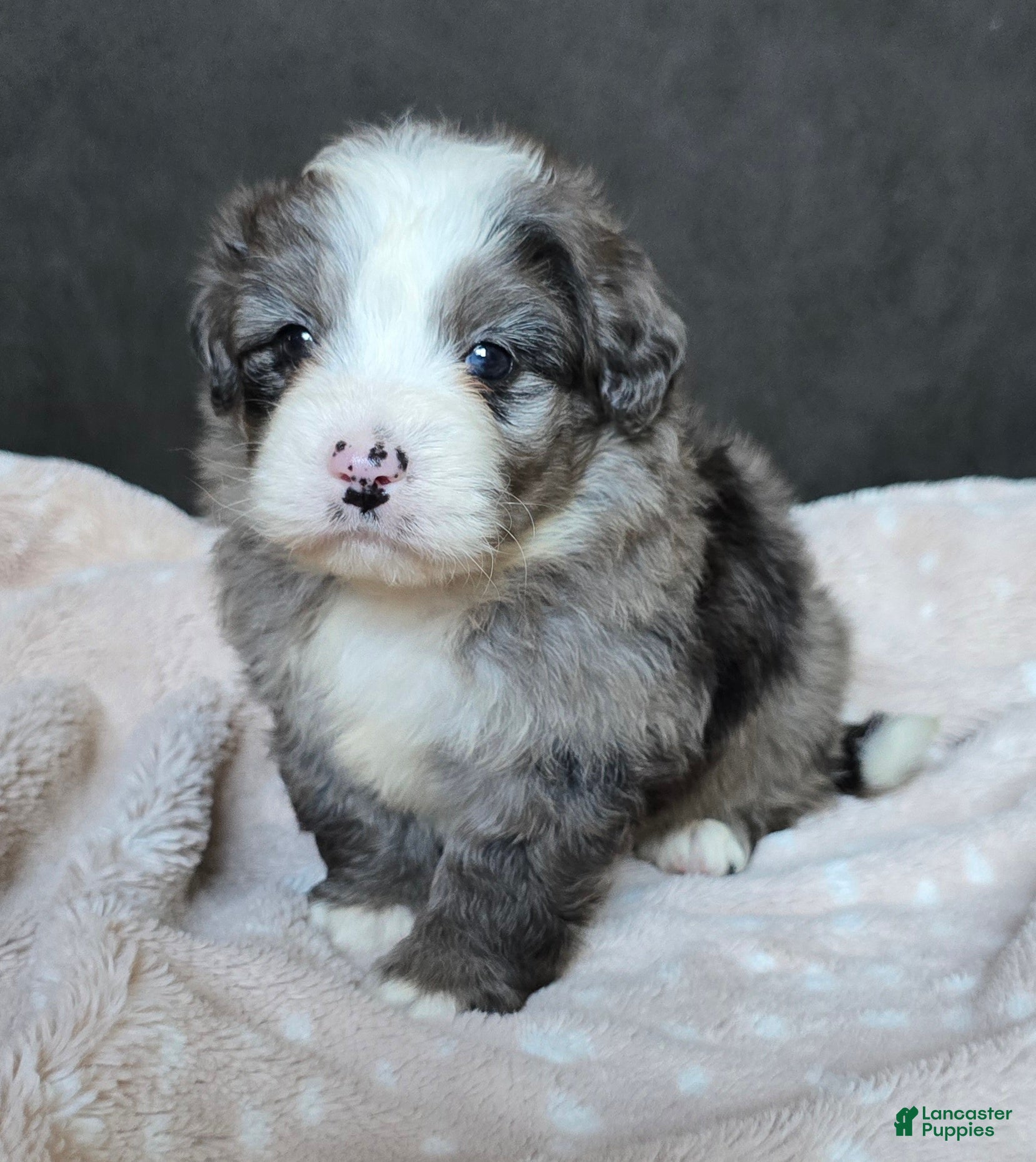 Mini Bernedoodle dogs Mini Wyatt  - Ad 2