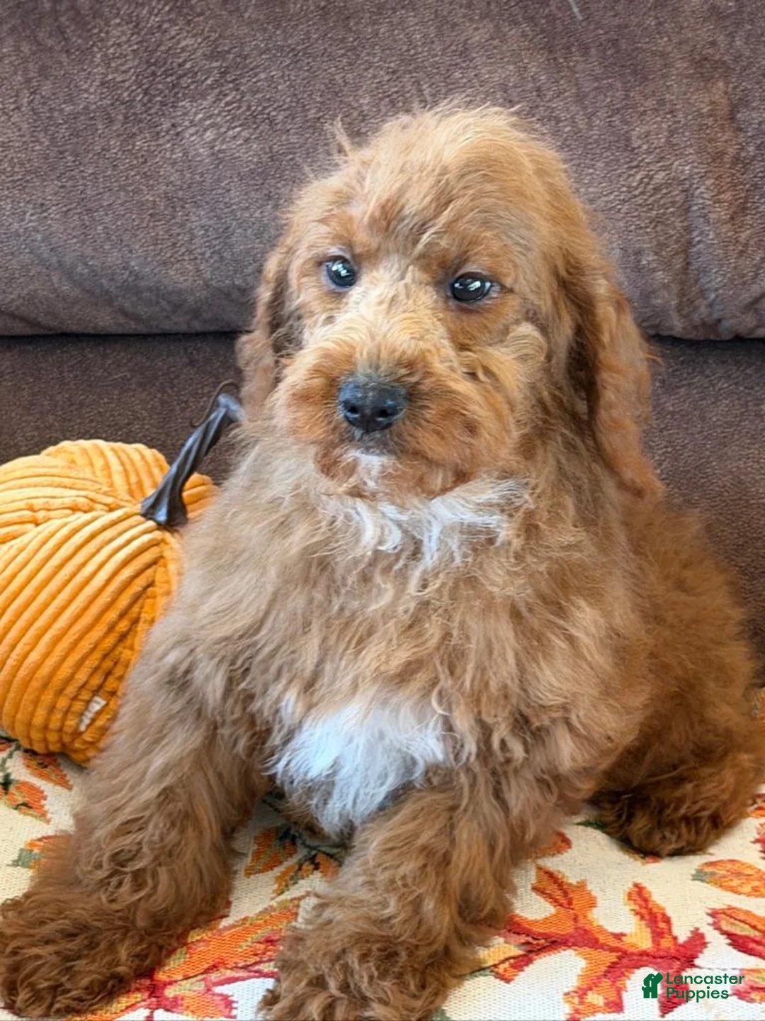 Labradoodle dogs for sale: Piper - Ad 4